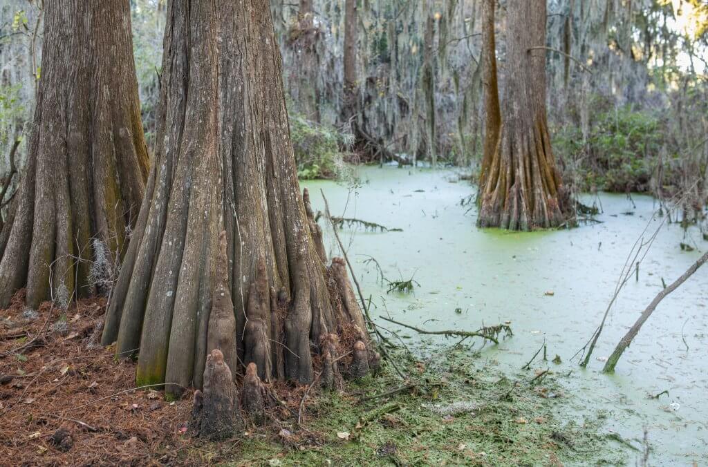 Cypress Trees